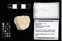 Foto (Objekt + Etikett) von Pithonoton sp.  (NHMW-GEO-2014-0194-0237)